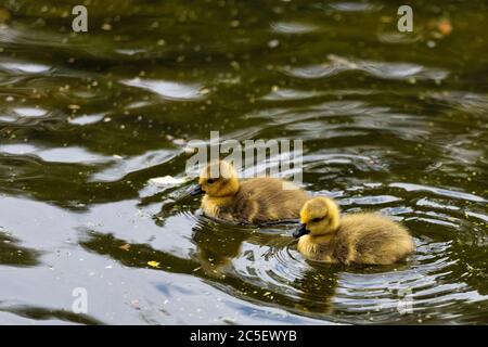 Gänseküken im Vinters Country Park in Maidstone, Kent, England Stockfoto