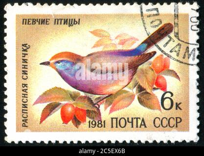 RUSSLAND - UM 1981: Briefmarke gedruckt von Russland, zeigt Vogel, um 1981. Stockfoto