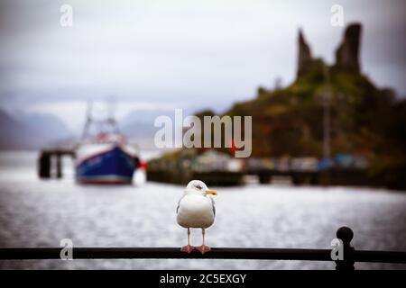 Möwe auf Hafengeländer, Kyleakin, Isle of Skye, Schottland. Gewollte nostalgische Verarbeitung mit geringer Schärfentiefe, zeigt Hafen und Schloss Stockfoto