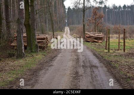 Baumstämme geschnitten und gestapelt angeordnet und für die Entfernung aus dem Wald zur Industrie vorbereitet. Wald. Stockfoto