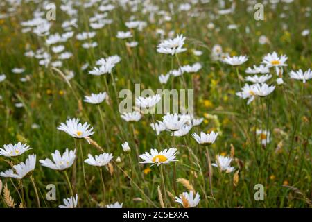 Feld der Gänseblümchen, Wildblumen Stockfoto