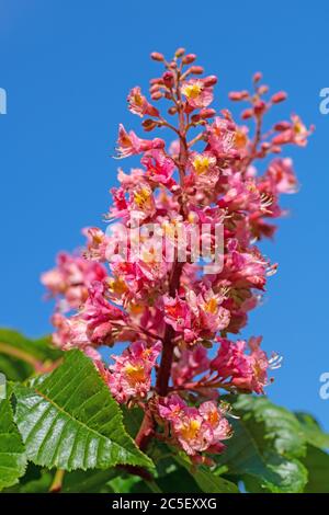 Rot blühende Rosskastanie, Aesculus rubicunda, Nahaufnahme Stockfoto