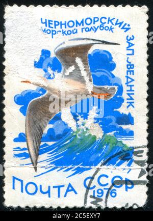 RUSSLAND - UM 1976: Briefmarke gedruckt von Russland, zeigt Möwe, um 1976. Stockfoto