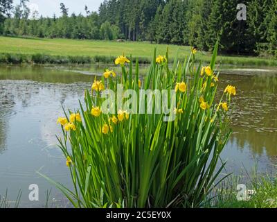 Blühende Sumpf-Schwertlilie, Iris pseudacorus, im Teich am Waldrand Stockfoto