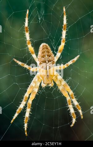 Diadem-Spinne, Araneus diadematus. Stockfoto