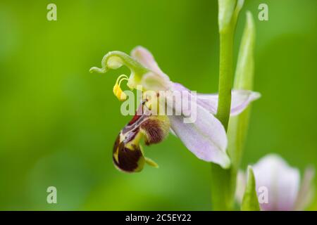 Bienenorchidee, Ophrys apifera, zeigt Bestäubung selbst bestäuben. Surrey, Großbritannien. Stockfoto