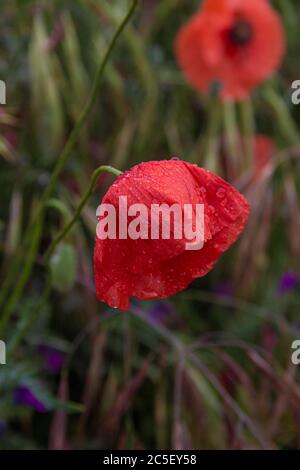 Frühling: Roter Mohn mit Tau auf dem Feld. Stockfoto