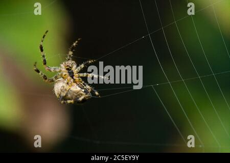 Diadem Spinne, Araneus diadematus, Aufbau Orbweb. GROSSBRITANNIEN. Stockfoto