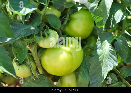 Wachsende Tomaten - grüne Tomaten hängen an der Pflanze. Bild von frischen Bio-Tomaten auf Baum. Stockfoto