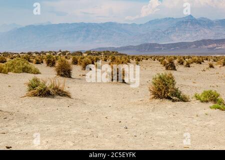 Arrowweed Pflanzen wachsen am Devil's Cornfield, im Death Valley Stockfoto