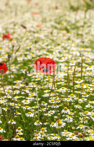 Frühling. Mohn auf einem Feld mit Kamillenblüten (Italien). Ländliche Landschaft mit Frühlingsblumen. Stockfoto