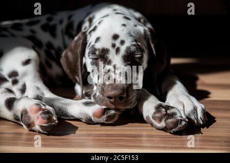 Schlafender dalmatinischer Welpe.Dalmatinischer Hund ist entspannend. Welpen schlafen auf einem Holzboden in hell erleuchteten modernen Wohnung Stockfoto