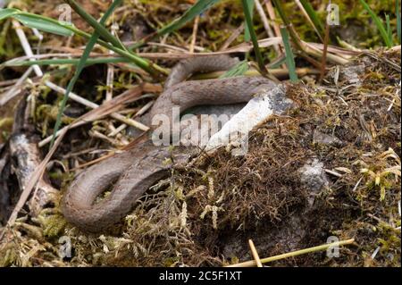 Glatte Schlange auf einem moosigen Boden stehend Stockfoto