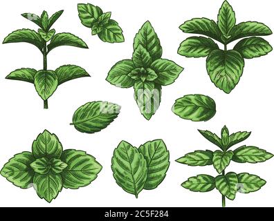 Grüne Minzblätter. Skizze Pfefferminzkraut, Spearminzpflanze. Melissa Menthol Blatt vintage Hand gezeichnet Vektor botanischen isoliert gesetzt Stock Vektor