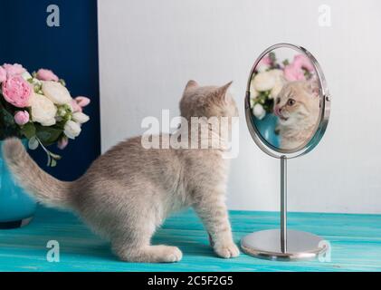 Ein kleines Kätzchen der Britischen Kurzhaar-Rasse schaut sich seine Spiegelung im Spiegel an. Im Hintergrund ist eine Vase aus Blumen Stockfoto