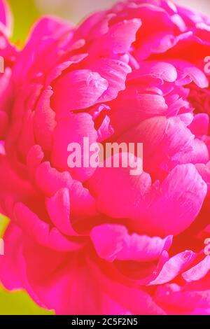 Nahaufnahme der Pfingstrose. Rote Frühlingsblume. Nahaufnahme der Pfingstrose. Pfingstrose Blätter Nahaufnahme. Vertikale Aufnahme der roten Frühlingsblume. Stockfoto