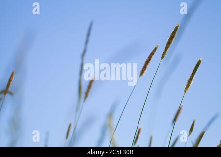 Timothy Gras wächst auf einem Feld unter blauem Himmel, natürliche Foto Hintergrund mit weichen selektiven Fokus Stockfoto