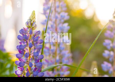 Lupine Blumen an sonnigen Tag, natürliche Foto Hintergrund Stockfoto