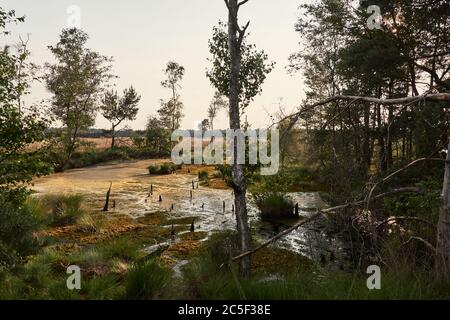 Moorlandschaft und Feuchtgebiet am Pietzmoor in der Lüneburger Heide Stockfoto
