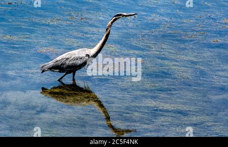 Der große Blaureiher (Ardea herodias) streckt seinen Hals nach vorne, während er in seichtem Wasser in den Feuchtgebieten in Huntington Beach, Kalifornien, watet. Stockfoto