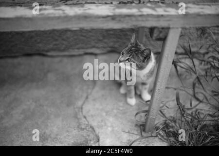 Neugierige Katze unter alten Holzbank. Schwarzweiß-Foto. Stockfoto
