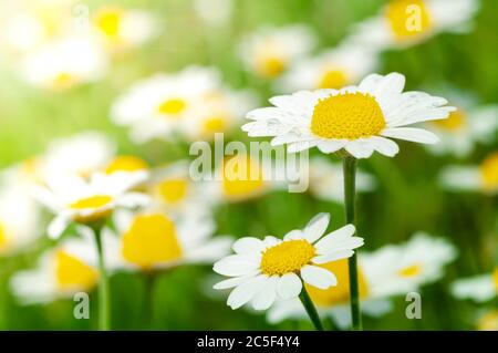 Wilde Blume. Kleine Kamille oder Gänseblümchen blüht im Frühling auf einer Wiese. Nahaufnahme. Stockfoto