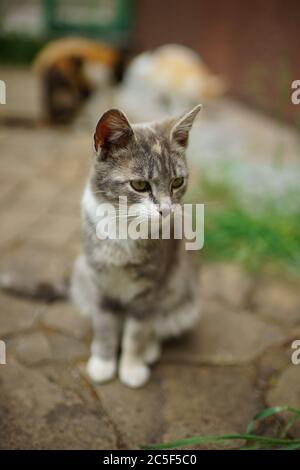 Esche tricolor Kitty sitzt auf dem Steinboden im Sommergarten Stockfoto