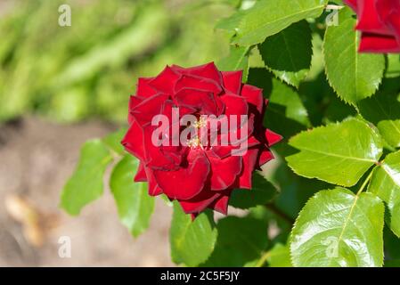 Blühende dunkelrote Rosenknospe vor einem Hintergrund von grünem Laub. Blühende Gartenrosen. Stockfoto