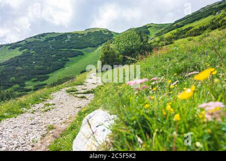 Sankt Barbara im Mürztal: Berg hohe Veitsch (Veitschalpe), Blumen in Hochsteiermark, Steiermark, Österreich Stockfoto