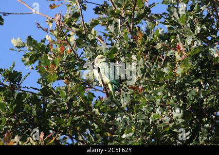 Rosenberingsittich (auch bekannt als Ringhals) hoch in Eiche, Buschiger Park, Hampton Court, Greater London, England, Großbritannien, Europa Stockfoto