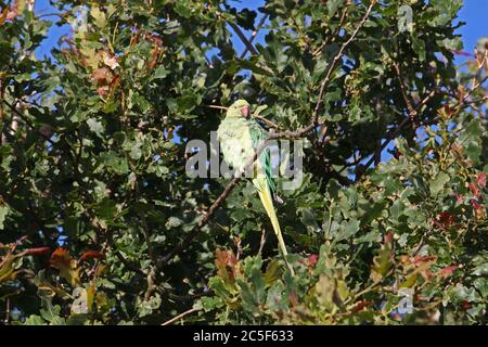 Rosenberingsittich (auch bekannt als Ringhals) hoch in Eiche, Buschiger Park, Hampton Court, Greater London, England, Großbritannien, Europa Stockfoto