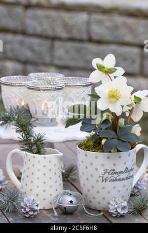 weihnachtliche Dekoration in weiß mit helleborus niger in Tasse Stockfoto