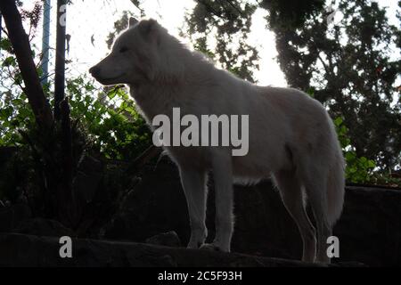 Ein weißer Wolf oder arktischer Wolf Stockfoto