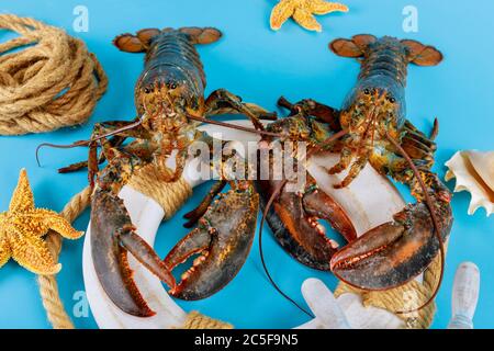 Ein lebender Hummer auf Rettungszirkel mit Seesternen auf blauem Hintergrund. Stockfoto