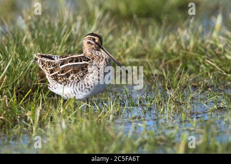 Die Schnepfenschnepfe (Gallinago gallinago) steht auf einer feuchten Wiese, Niedersachsen, Deutschland Stockfoto