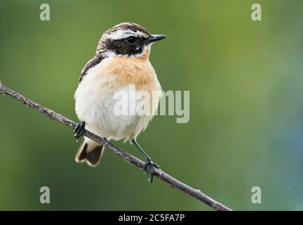 Whinchat (Saxicola rubetra), sitzend auf einer Filiale, Emsland, Niedersachsen, Deutschland Stockfoto