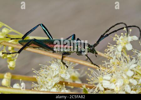 Moschuskäfer (Aromia moschata) frisst Nektar, Chiemgau, Bayern, Deutschland Stockfoto