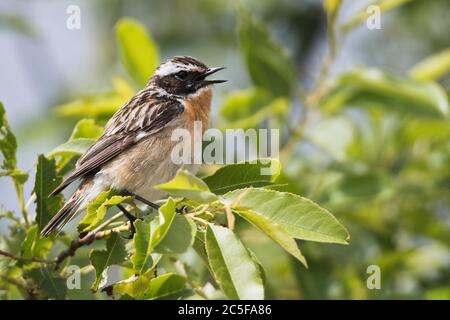 Whinchat (Saxicola rubetra), auf einem Zweig sitzend und singend, Emsland, Niedersachsen, Deutschland Stockfoto