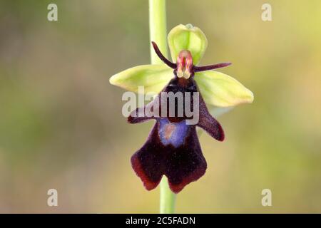 Fliegenorchidee (Ophrys insectifera), Blume, niedrige Ehe, Nationalpark Eifel, Nordrhein-Westfalen, Deutschland Stockfoto