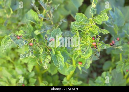 Kartoffelkäfer aus Colorado (Leptinotarsa decemlineata) befallender Kartoffelstrauch, Nordrhein-Westfalen, Deutschland Stockfoto