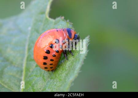 Colorado Kartoffelkäfer (Leptinotarsa decemlineata) nagt an einem Kartoffelblatt, Nordrhein-Westfalen, Deutschland Stockfoto