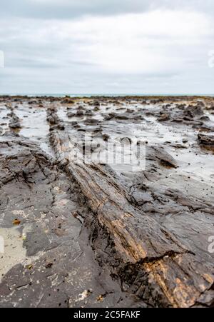 Versteinerter Baumstamm, versteinerter Wald, Curio Bay, Southland, South Island, Neuseeland Stockfoto