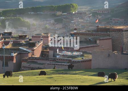 Yaks grasen vor tibetischen Häusern, Siedlung, Lithang, Gaocheng, Garze County, Sichuan, Tibet, China Stockfoto