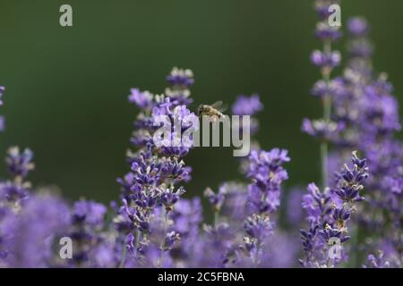 Öffnen von frischen rosa Rosenknospen. Stockfoto