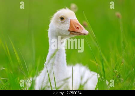Porträt einer Gans auf einer grünen Wiese Stockfoto