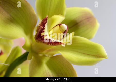 Extreme Makro-Foto von gelben Orchideenblume als Hintergrund verwendet, selektive Fokus Stockfoto