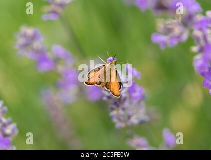 Weiblicher Essex Skipper Schmetterling (Thymelicus lineola) auf einer lila Lavendelpflanze (Lavandula) im Juli im Sommer, Südengland, Großbritannien Stockfoto