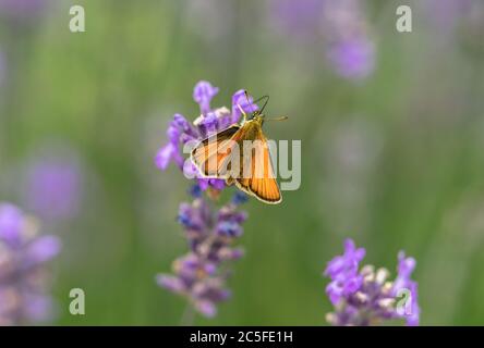 Weibliche Essex Skipper Schmetterling (Thymelicus lineola) auf einer lila Lavendel (Lavandula) Pflanze im Juli im Sommer, Südengland, Großbritannien Stockfoto