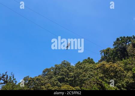 Monteverde, Costa Rica - 26. August 2019: Junge abenteuerliche Frau, die durch den Wald streifst. Monteverde, Costa Rica. Stockfoto