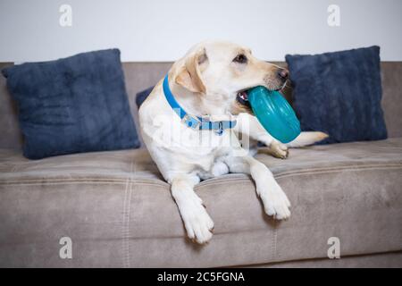 Porträt eines 18 Monate alten weißen Labrador Retriever auf einem grauen Textil-Sofa liegend. Ein fröhlicher und lustiger Hund liegt zu Hause. Schließen, Platz kopieren. Stockfoto